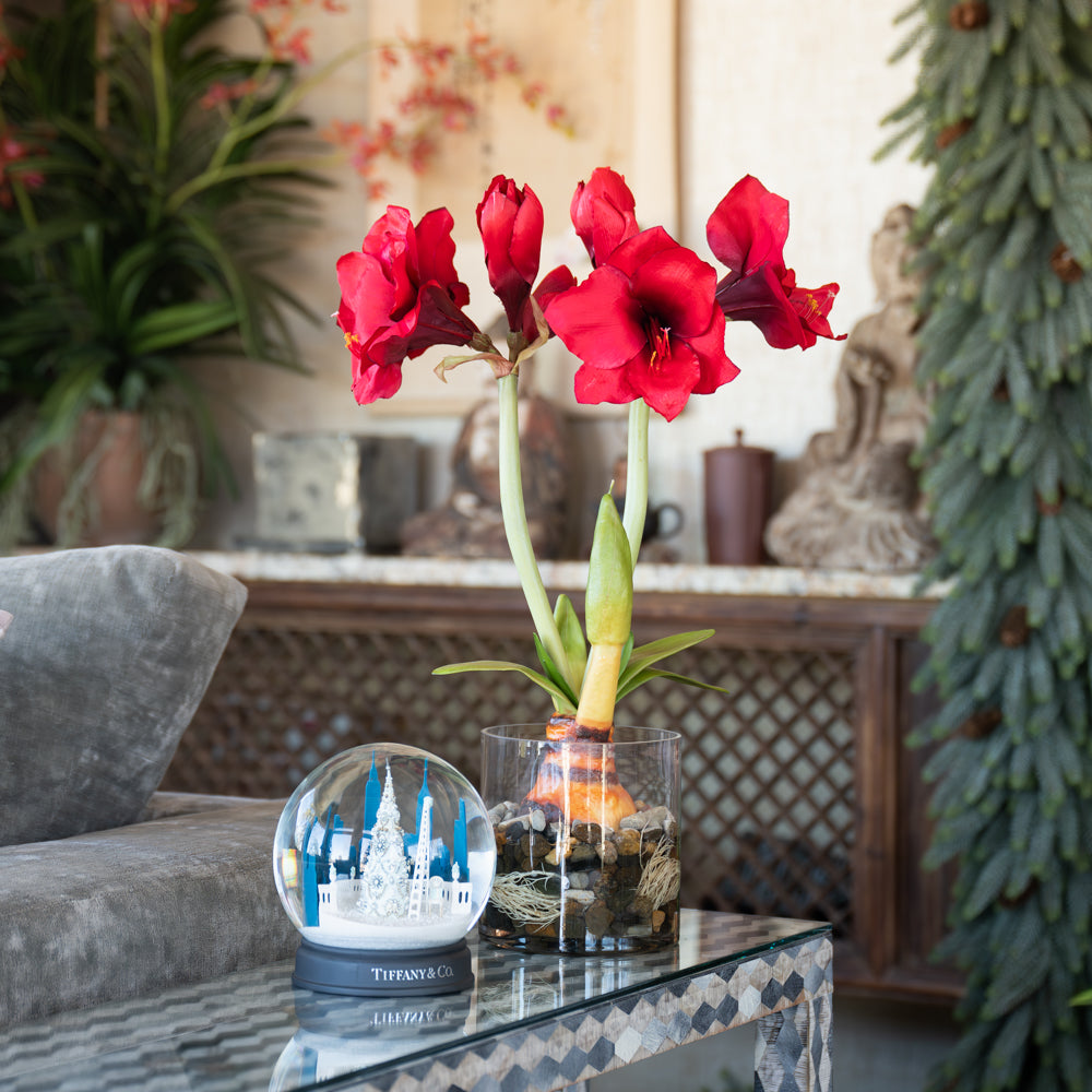 Amaryllis in Glass 23"H Red
