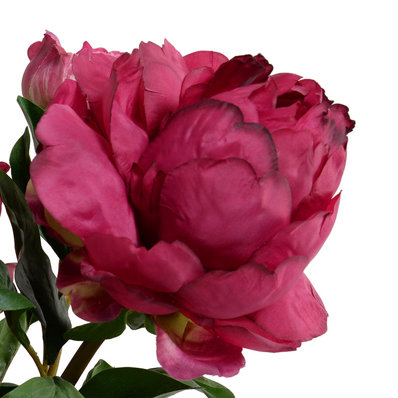 Peony Cutting in Blue & White 10"H Dark Fuchsia