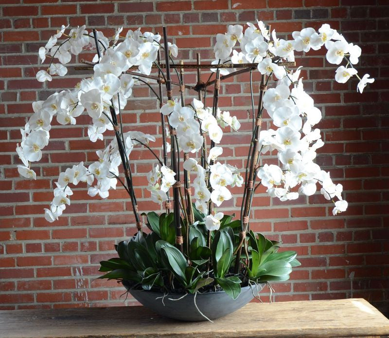 Phalaenopsis Orchid in Fiberglass Bowl - Deluxe Large - 54"