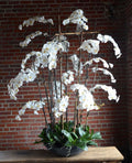Phalaenopsis Orchid in Fiberglass Bowl - Deluxe Larger - 78"