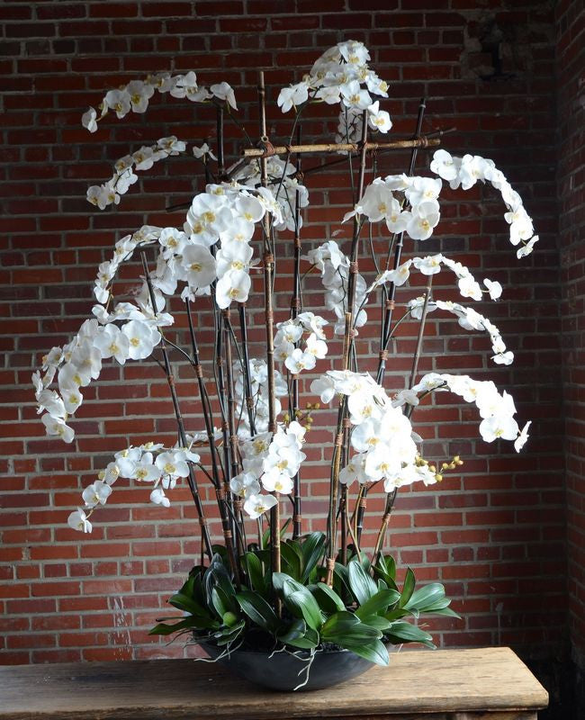 Phalaenopsis Orchid in Fiberglass Bowl - Deluxe Larger - 78"