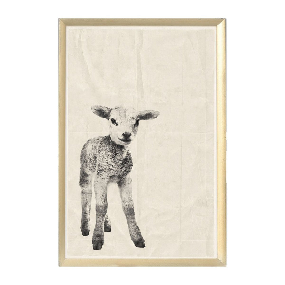 Baby Lamb