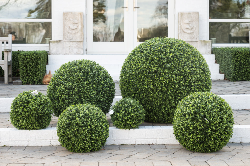 Boxwood Balls 11"