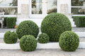 Boxwood Balls 22"