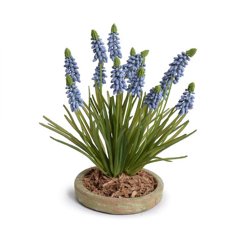 Grape Hyacinth in Terracotta Dish 10"H