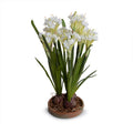 Paperwhite Narcissus 12"H