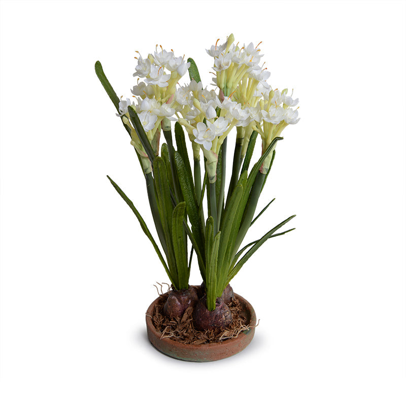 Paperwhite Narcissus 12"H