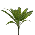 Aglaonema Plant By the Stem - 1dz