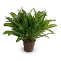 Aglaonema Plant Plastic Nursery Pot