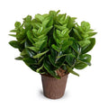 Peperomia Plant Plastic Nursery Pot