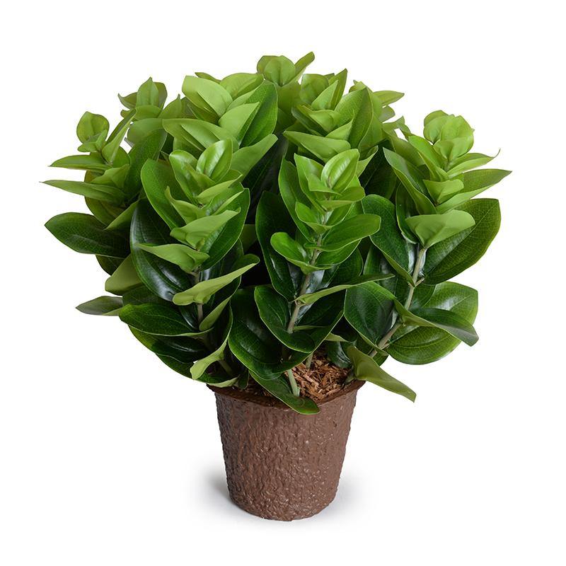 Peperomia Plant Plastic Nursery Pot