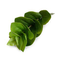 Peperomia Spray, 14" L