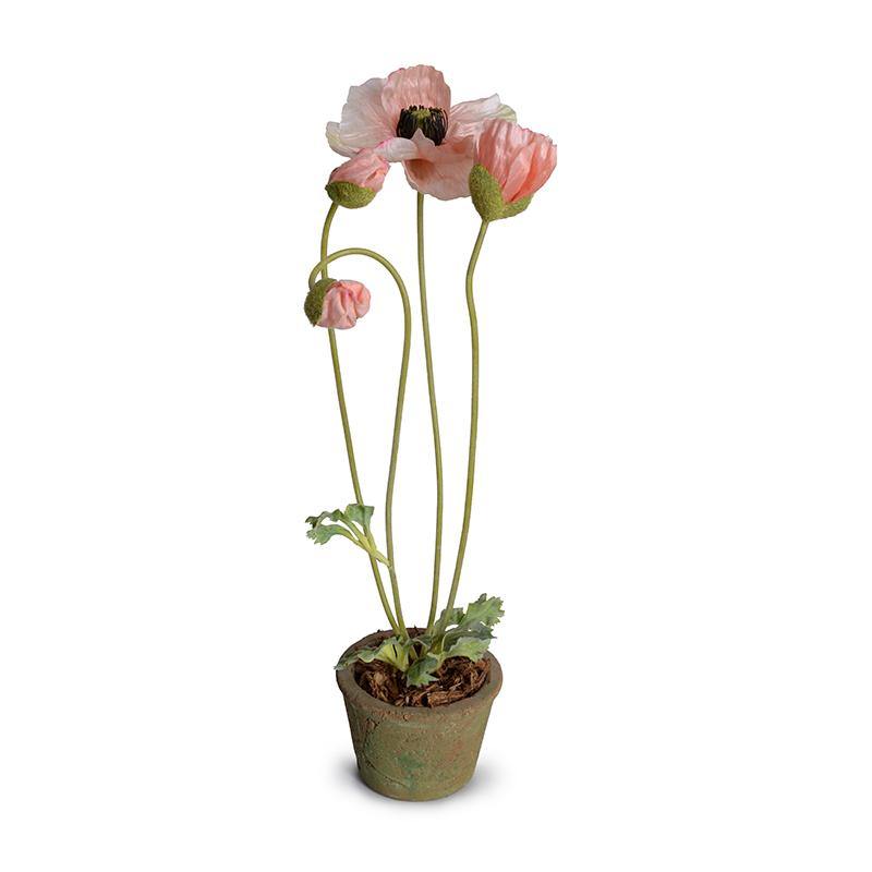 Poppy in Terracotta 20"H Pink