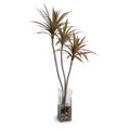 Dracaena Marginata Branch in Glass Column 52"H