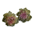 Echeveria Succulent - Mauve-green