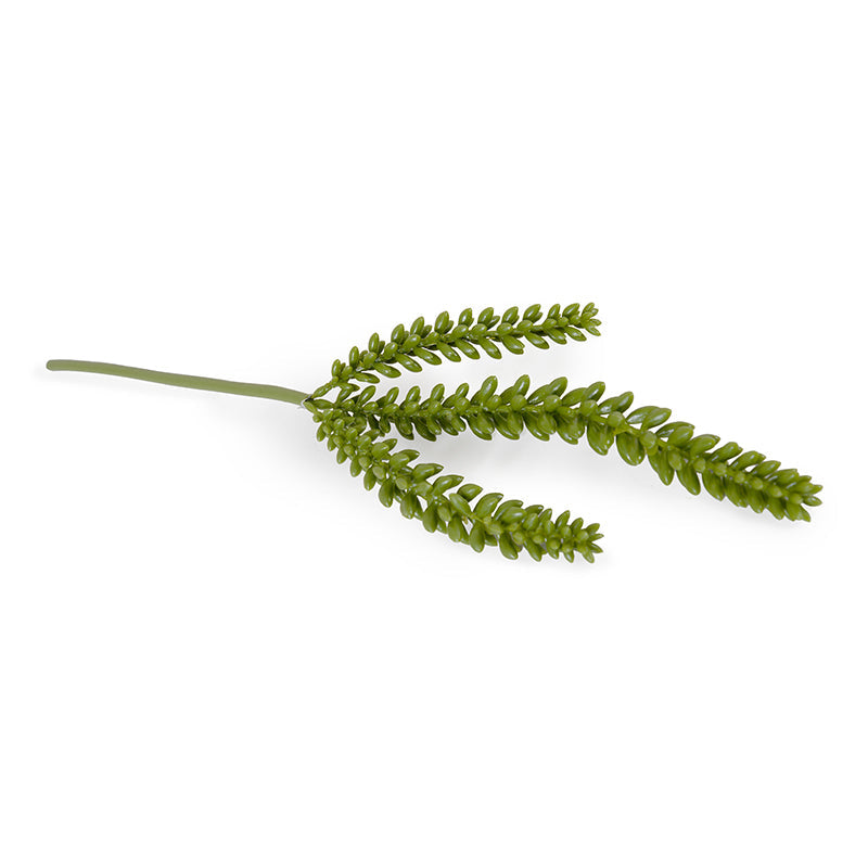 Succulent Pick, Sedum