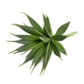 Agave Albomarginata Succulent Pick 7.5"