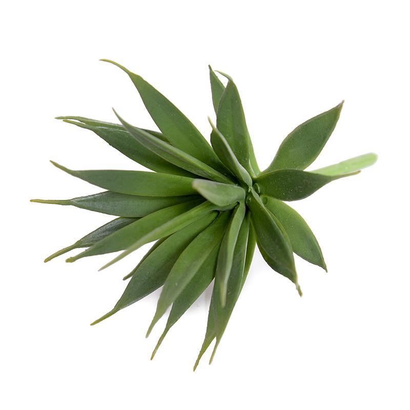Agave Albomarginata Succulent Pick 7.5"