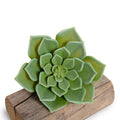 Echeveria Succulent Pick 7"