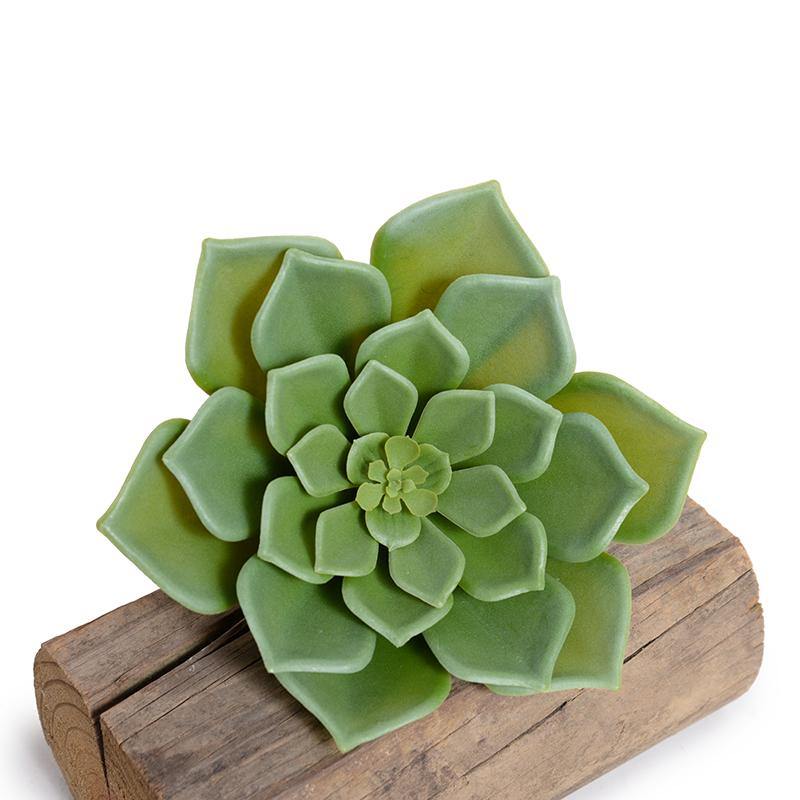 Echeveria Succulent Pick 7"