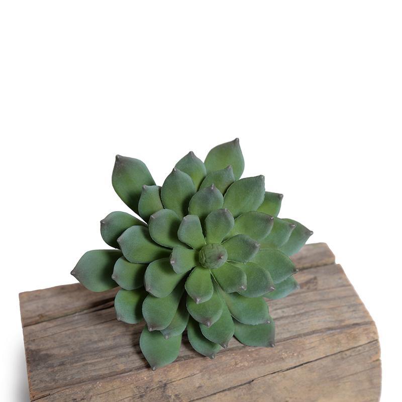 Pachyphytum Succulent Pick 11" - Gray