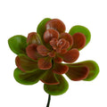 Aeonium Succulent Pick 10" - Red Green