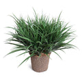 Liriope Grass 20"H Green