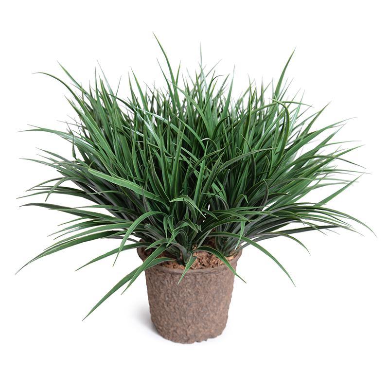 Liriope Grass 20"H Green