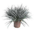 Liriope Grass 20"H Gray Green