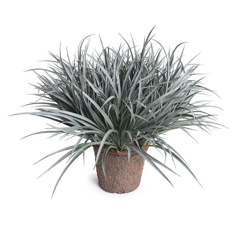 Liriope Grass 20"H Gray Green