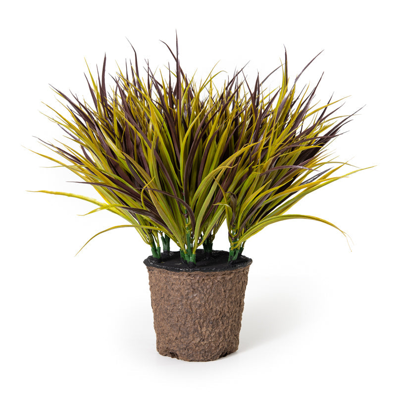 Liriope Grass 20"H Yellow/Green/Wine Tri-color
