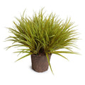 Liriope Grass 20"H Yellow Green