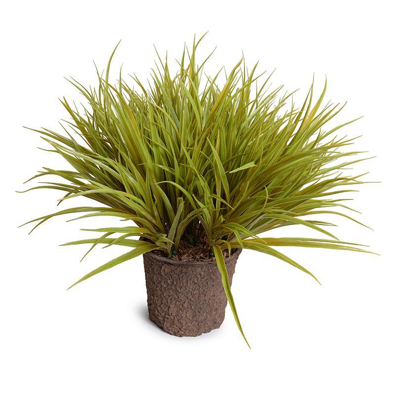 Liriope Grass 20"H Yellow Green