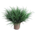 Orchard Grass 31"H Green