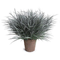 Orchard Grass 31"H Gray Green