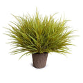 Orchard Grass 31"H Yellow Green