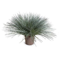 Onion Grass 22"H Gray Green