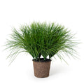 Onion Grass 22"H Green