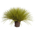 Onion Grass 22"H Yellow Green