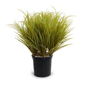 Deluxe Orchard Grass -  30"H Yellow-green