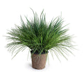 Onion & Orchard Grass 31"H Green