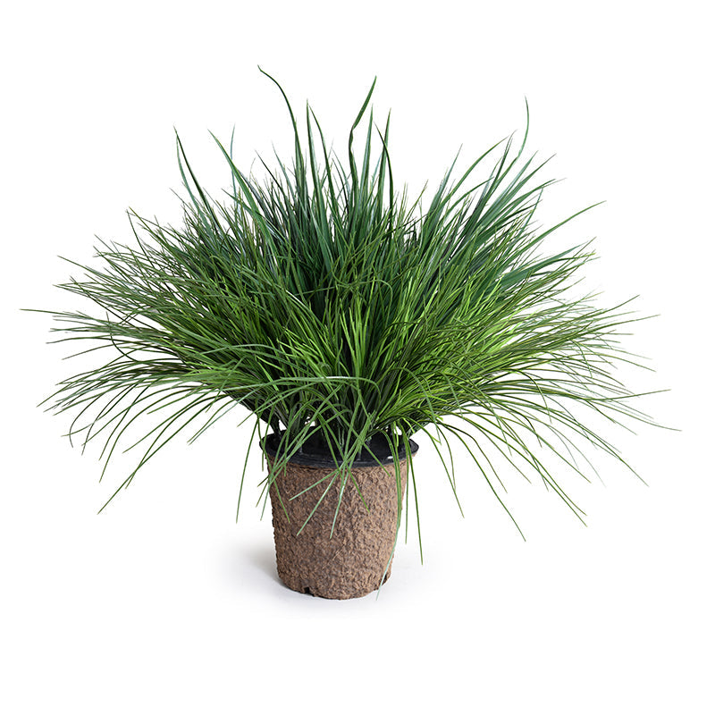Onion & Orchard Grass 31"H Green