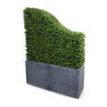 Boxwood Transition Hedge in Planter 62"H Lead Planter / Standard