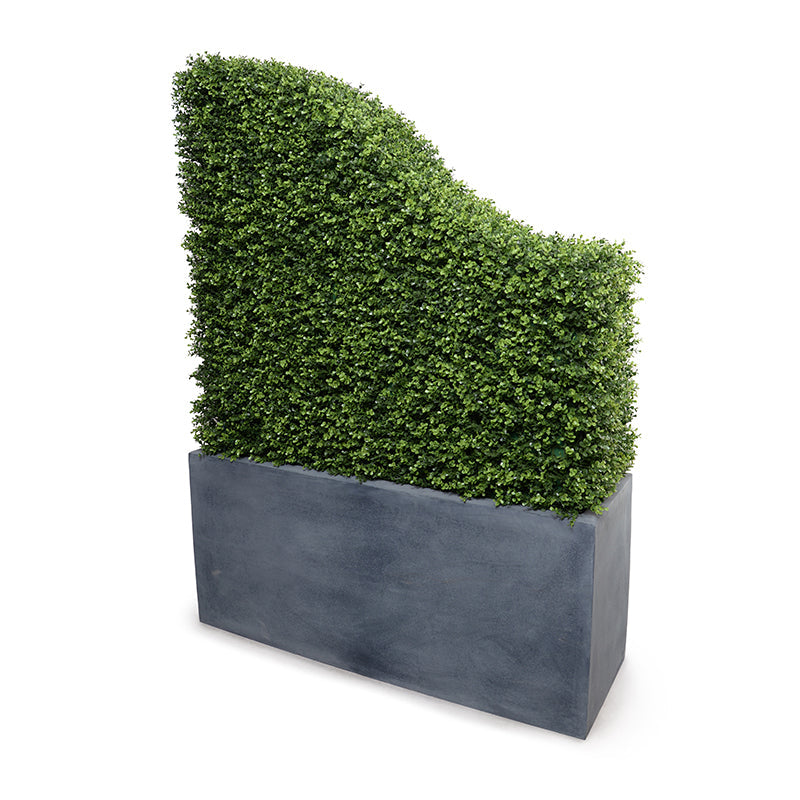Boxwood Transition Hedge in Planter 62"H Lead Planter / Standard