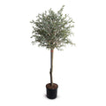 Olive Single Topiary 72"