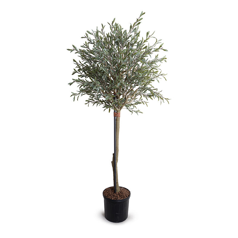 Olive Single Topiary 72"