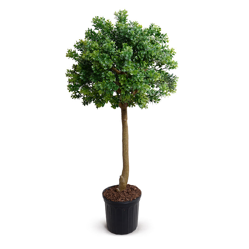 Boxwood Branch Single Topiary Single 48"