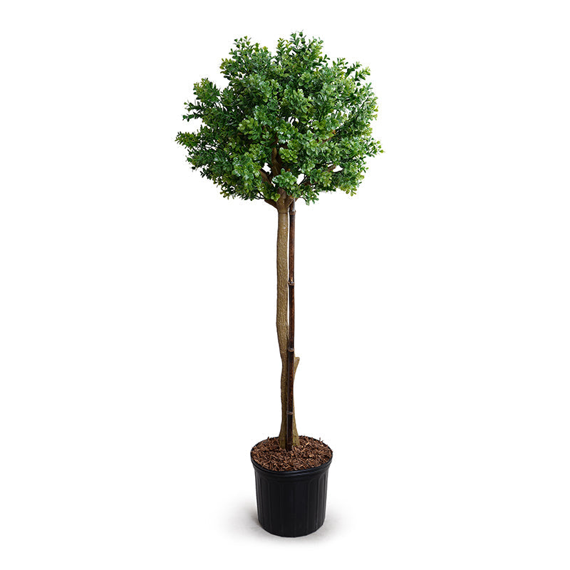 Boxwood Branch Single Topiary Single 60"
