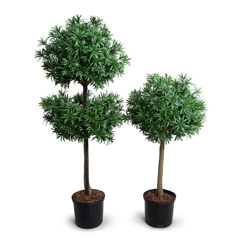 Podocarpus Yew Topiary Double 66"