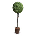 Boxwood Ball Topiary 68"H